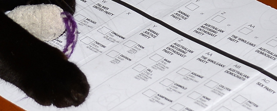 Australian Senate ballot paper, kitten, mouse
